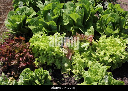 Gemeinschaftsgarten voller Gartenmöglichkeiten und selbst gezüchteten Pflanzen. Stockfoto