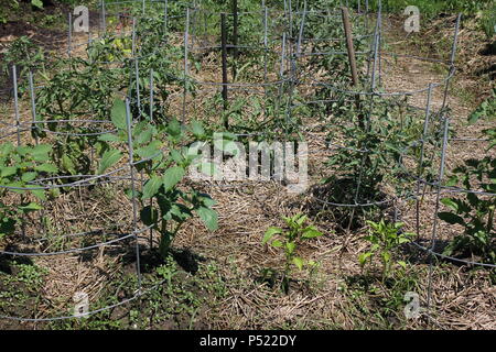 Gemeinschaftsgarten voller Gartenmöglichkeiten und selbst gezüchteten Pflanzen. Stockfoto