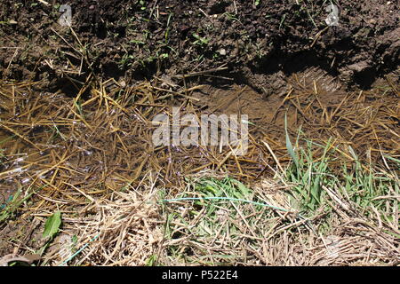 Gemeinschaftsgarten voller Gartenmöglichkeiten und selbst gezüchteten Pflanzen. Stockfoto