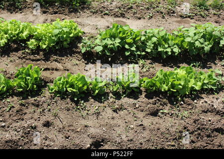 Gemeinschaftsgarten voller Gartenmöglichkeiten und selbst gezüchteten Pflanzen. Stockfoto