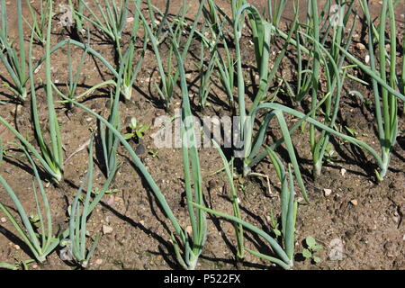 Gemeinschaftsgarten voller Gartenmöglichkeiten und selbst gezüchteten Pflanzen. Stockfoto