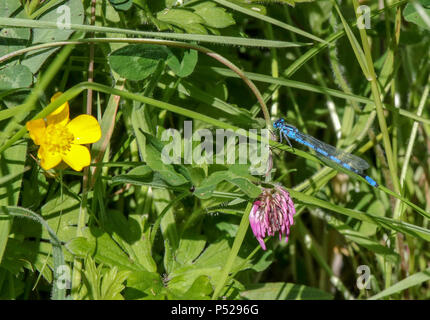 Lurgan, Nordirland. 24. Juni 2018. UK Wetter - ein heißer Tag mit umfangreichen blauer Himmel über Mitte Ulster. Dirne Fliegen im Lough Neagh. Quelle: David Hunter/Alamy Leben Nachrichten. Stockfoto