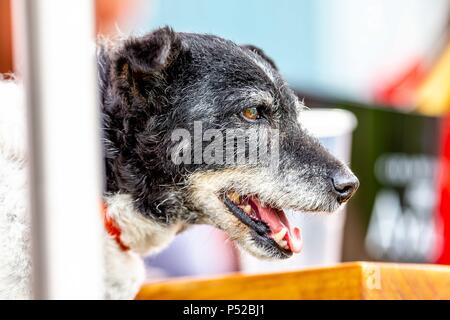 West Sussex, UK. 23. Juni 2018. Terrier Zuschauer. Die britische Speed Derby. CSI 4* Al Shira'aa Hickstead Derby treffen. Springen. Der All England Parcours. Hickstead. West Sussex. UK. Tag 4. 23.06.2018. Credit: Sport in Bildern/Alamy leben Nachrichten Stockfoto