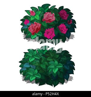 Set kompakte abgerundete Sträucher mit Blumen Rosen auf weißem Hintergrund. Blühende Pflanzen für die Möblierung der Landschaft gestalten. Vector Illustration. Stock Vektor