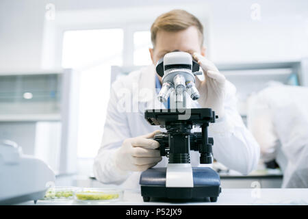 Mann, am Mikroskop im Labor Stockfoto