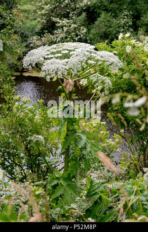 Riesenbärenklau. Anlage. Stockfoto