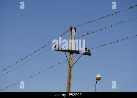 Ukraine. Die autonome Republik Krim. Feodossija. Vögel thront auf Stromleitungen. Stockfoto