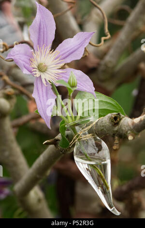 Clematis Blume in einem Glas auf einen Zweig befestigt Stockfoto