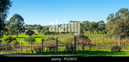 Reihen von Reben in einem Weingarten im Winter in das Swan Valley am Stadtrand von Perth WA Western Australia. Stockfoto