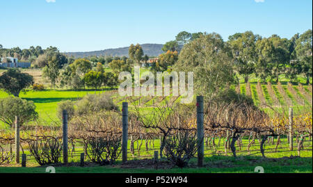 Reihen von Reben in einem Weingarten im Winter in das Swan Valley am Stadtrand von Perth WA Western Australia. Stockfoto