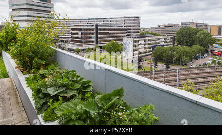 In Rotterdam, Niederlande, Dachterasse Stockfoto