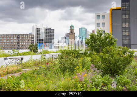 In Rotterdam, Niederlande, Dachterasse Stockfoto