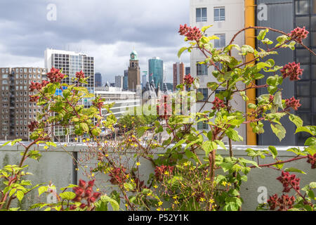 In Rotterdam, Niederlande, Dachterasse Stockfoto