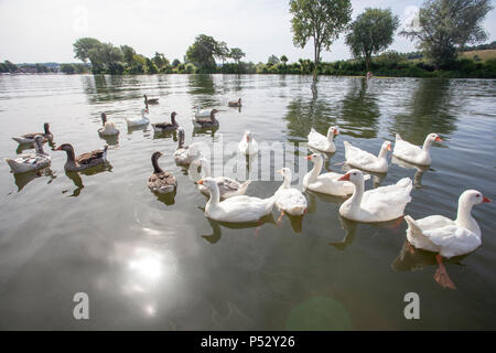 Schar Gänse auf der Themse Stockfoto