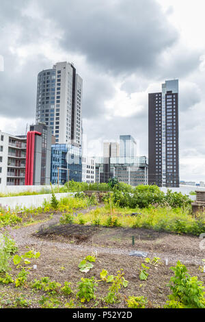 In Rotterdam, Niederlande, Dachterasse Stockfoto