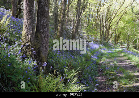 Bluebell Holz und Weg mit Bäumen im Frühjahr in Carmarthenshire Dyfed Wales UK KATHY DEWITT Stockfoto