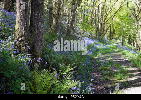 Bluebell Holz und Weg mit Bäumen im Frühjahr in Carmarthenshire Dyfed Wales UK KATHY DEWITT Stockfoto