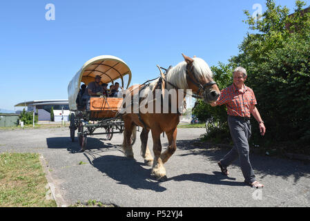 Juni 30, 2015 - Ungersheim, Frankreich: Jean-Claude Mensch, der Bürgermeister von Ungersheim, wirft mit der kommunalen Pferd, "Richelieu", die verwendet wird, um die Kinder in die Schule zu transportieren. Die kleinen elsässischen Dorf Ungersheim (Einwohner: 2000) als die grünste Dorf in Frankreich wegen seiner verschiedenen umwelt-freundliche Initiativen: Bau einer Solaranlage, die Nutzung von städtischen landwirtschaftlichen Flächen lokale Bio-Lebensmittel, Pferdetransport für Schulkinder zu fördern, frei von Pestiziden Grünflächen, eco-Unterbringung, Holzheizung, etc. Ungersheim ist Teil der Transition Network, einer internationalen Stockfoto