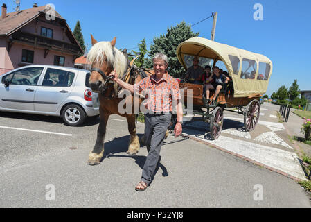 Juni 30, 2015 - Ungersheim, Frankreich: Jean-Claude Mensch, der Bürgermeister von Ungersheim, wirft mit der kommunalen Pferd, "Richelieu", die verwendet wird, um die Kinder in die Schule zu transportieren. Die kleinen elsässischen Dorf Ungersheim (Einwohner: 2000) als die grünste Dorf in Frankreich wegen seiner verschiedenen umwelt-freundliche Initiativen: Bau einer Solaranlage, die Nutzung von städtischen landwirtschaftlichen Flächen lokale Bio-Lebensmittel, Pferdetransport für Schulkinder zu fördern, frei von Pestiziden Grünflächen, eco-Unterbringung, Holzheizung, etc. Ungersheim ist Teil der Transition Network, einer internationalen Stockfoto