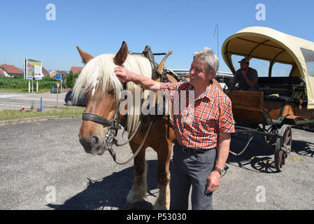 Juni 30, 2015 - Ungersheim, Frankreich: Jean-Claude Mensch, der Bürgermeister von Ungersheim, wirft mit der kommunalen Pferd, "Richelieu", die verwendet wird, um die Kinder in die Schule zu transportieren. Die kleinen elsässischen Dorf Ungersheim (Einwohner: 2000) als die grünste Dorf in Frankreich wegen seiner verschiedenen umwelt-freundliche Initiativen: Bau einer Solaranlage, die Nutzung von städtischen landwirtschaftlichen Flächen lokale Bio-Lebensmittel, Pferdetransport für Schulkinder zu fördern, frei von Pestiziden Grünflächen, eco-Unterbringung, Holzheizung, etc. Ungersheim ist Teil der Transition Network, einer internationalen Stockfoto