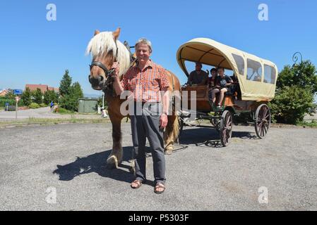 Juni 30, 2015 - Ungersheim, Frankreich: Jean-Claude Mensch, der Bürgermeister von Ungersheim, wirft mit der kommunalen Pferd, "Richelieu", die verwendet wird, um die Kinder in die Schule zu transportieren. Die kleinen elsässischen Dorf Ungersheim (Einwohner: 2000) als die grünste Dorf in Frankreich wegen seiner verschiedenen umwelt-freundliche Initiativen: Bau einer Solaranlage, die Nutzung von städtischen landwirtschaftlichen Flächen lokale Bio-Lebensmittel, Pferdetransport für Schulkinder zu fördern, frei von Pestiziden Grünflächen, eco-Unterbringung, Holzheizung, etc. Ungersheim ist Teil der Transition Network, einer internationalen Stockfoto