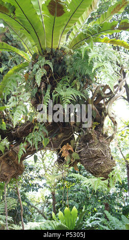 KUALA LUMPUR, Malaysia - APR 12 2015: schöne blühende Orchidee von Orchid Garden Stockfoto