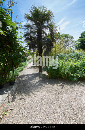 Dschungel Garten Teil der ummauerten Gärten bei Burton Agnes Hall im East Riding von Yorkshire, England, UK, GB. Stockfoto