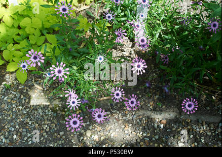 Osteospermum fruticosum, auch genannt Strauchigen daisybush oder nachgestellte African Daisy ist eine blühende Pflanze, die in Südafrika Stockfoto