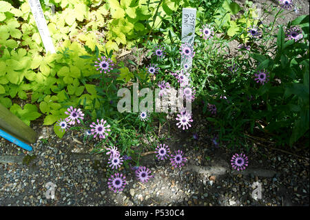 Osteospermum fruticosum, auch genannt Strauchigen daisybush oder nachgestellte African Daisy ist eine blühende Pflanze, die in Südafrika Stockfoto