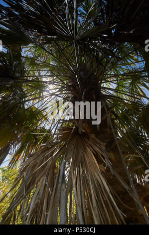 Europäische Zwergpalme (Chamaerops humilis) Stockfoto