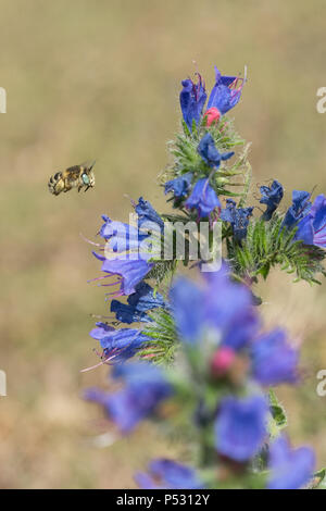 Kleine Blume Biene (Green-eyed Blume Biene - Anthophora bimaculata) schweben Rund um's Viper bugloss Wildblumen an hankley Gemeinsame, Surrey, Großbritannien Stockfoto