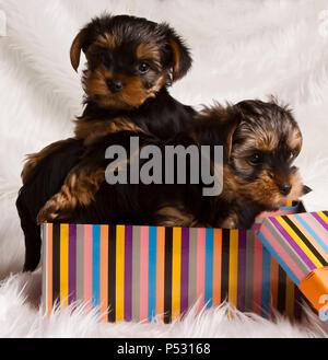 Zwei Welpen Yorkshire Terrier in einer Geschenkverpackung im Studio auf einem weißen Fell Stockfoto