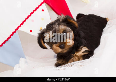 Welpen Yorkshire Terrier close-up in einem weißen Tuch Stockfoto