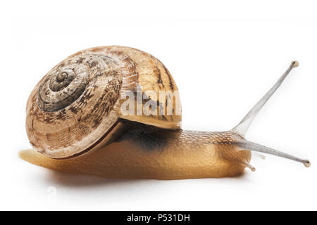 Gemeinsame Schnecke isoliert auf weißem Stockfoto