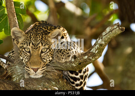 Leopardin Nahaufnahme Portrait in Kenia Wildnis Stockfoto