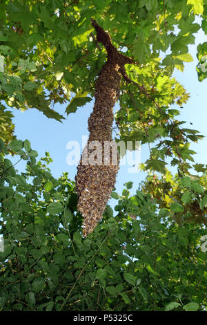 09.05.2016, Berlin, Skuriler bee Swarm Hängen an einem Baum in Lankwitz Stockfoto