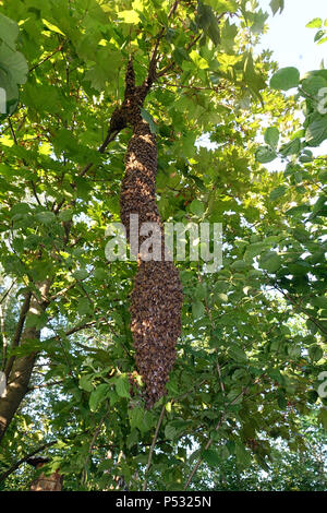 09.05.2016, Berlin, Skuriler bee Swarm Hängen an einem Baum in Lankwitz Stockfoto
