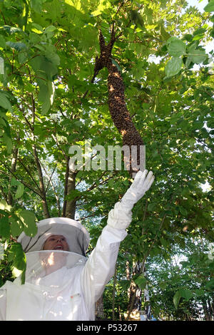 09.05.2016, Berlin, Skuriler bee Swarm hängt an einem Baum in Lankwitz und bewundert von einem Imker Stockfoto