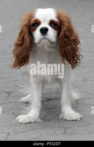 Hannover, Niedersachsen, Deutschland, King Charles Spaniel Stockfoto