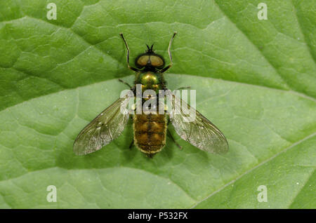 Breite Centurian-Chloromyia Formosa. Dorsalansicht eines Blau Grün fliegen. Stockfoto