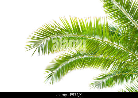 Isolierte Palmblättern auf weißem Hintergrund. Stockfoto