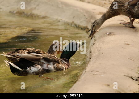 Stockente, Anas plathyrhynchos Stockfoto
