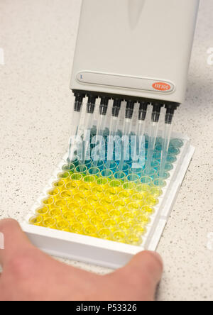 Die Arbeit im Labor: Vorbereitung der Proben in einer 96-Well-PCR-Platten innerhalb der ELISA-Diagnose Stockfoto