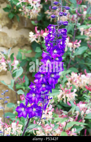 Delphinium und Lonicera periclymenum Blumen. Stockfoto