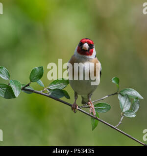 Europäische Goldfinch Stockfoto