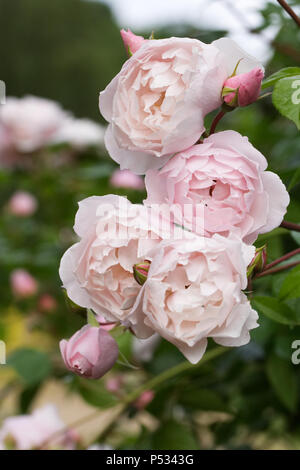 Rosa. Blass rosa Kletterrose. Stockfoto