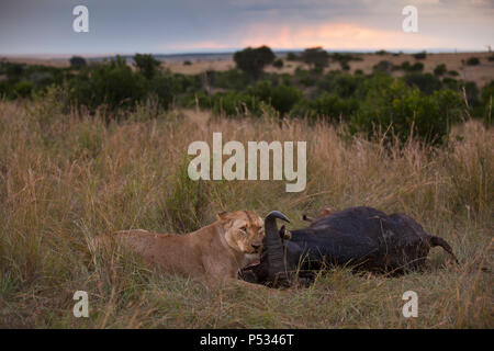 Löwe und Löwe jagt Buffalo dann Feeds und Etas der Tierkörper nach dem Schlachten Masai Mara Kenia Stockfoto