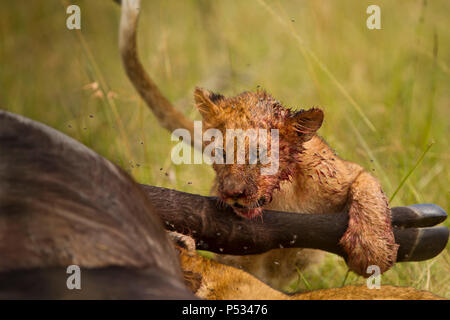 Lion Cub Fütterung auf Büffel Karkasse Stockfoto