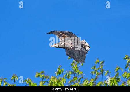 Afrikanische Seeadler Stockfoto