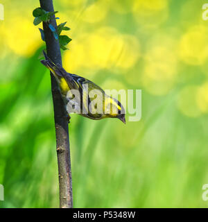 Erlenzeisig Stockfoto